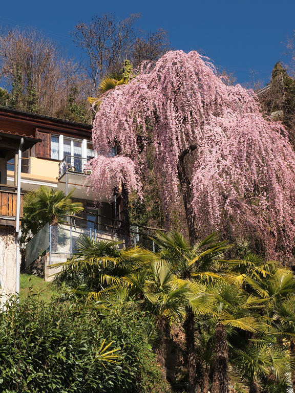 Casa Sibylle Bei Locarno Apartment Exterior photo